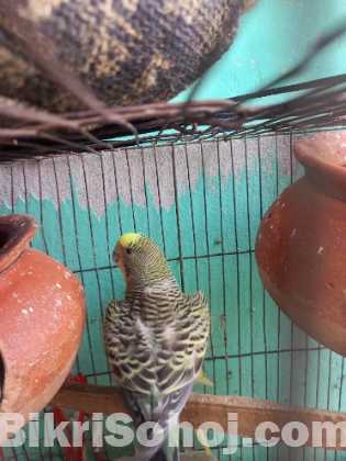 Budgie